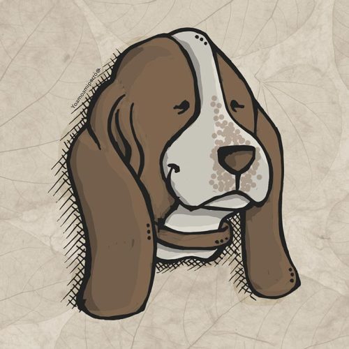 Basset Hound