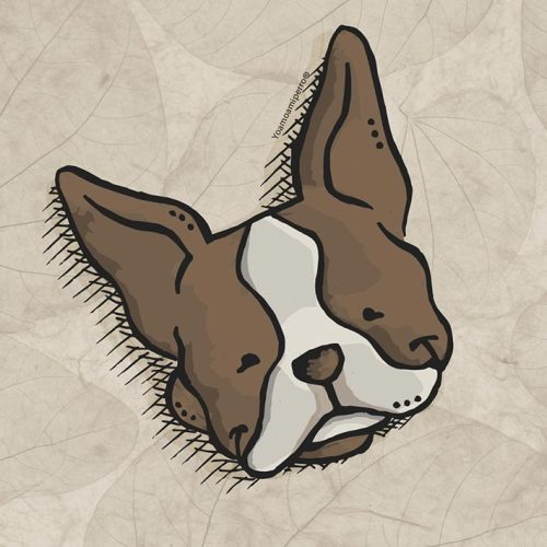 Boston Terrier
