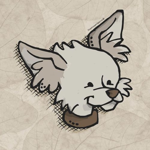 Chihuahua Peludo