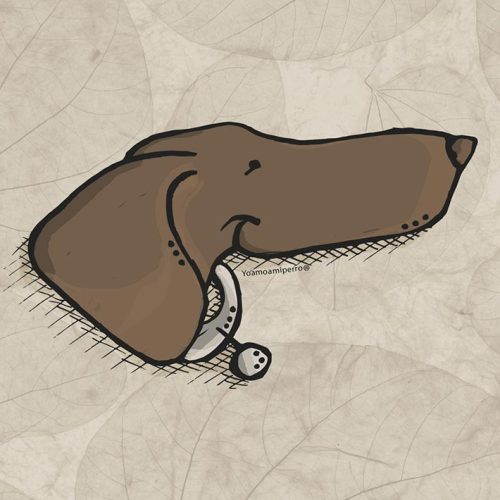 Dachshund