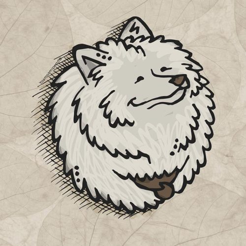 Samoyedo