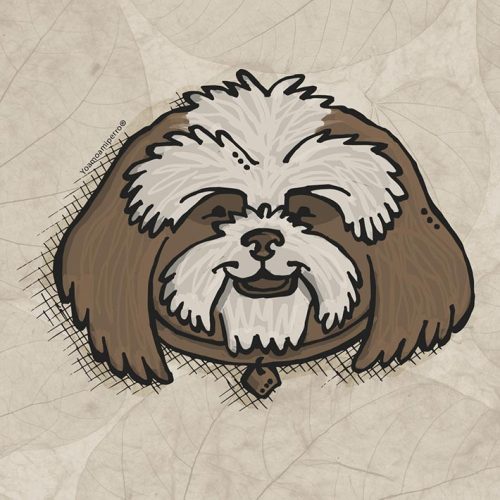 Shih Tzu